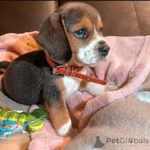 Photo №3. Preciosos cachorros Beagle en venta. Spain