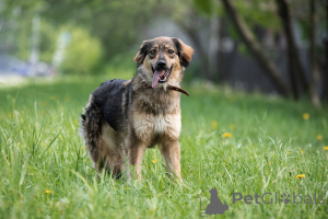 Photo №2 to announcement № 141409 for the sale of non-pedigree dogs - buy in Russian Federation private announcement