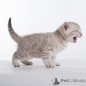 Photo №4. I will sell bengal cat in the city of Dalarö. from the shelter - price - 500$