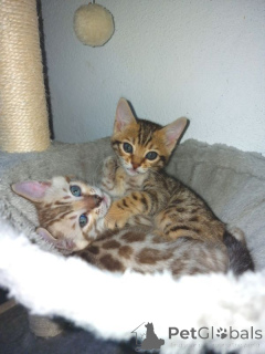 Photo №1. bengal cat - for sale in the city of Aschaffenburg | 329$ | Announcement № 150876