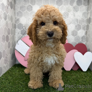 Photo №1.  - for sale in the city of City of London | 413$ | Announcement № 163936