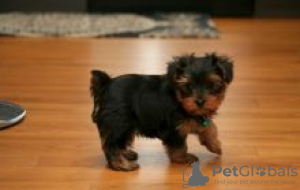 Photo №1. yorkshire terrier - for sale in the city of Лунд | negotiated | Announcement № 56110