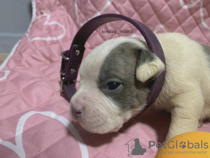 Photo №4. I will sell american bully in the city of Панчево. private announcement, from nursery, breeder - price - 2747$