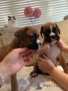 Photo №1. boxer - for sale in the city of ANSUBRG | 413$ | Announcement № 107024