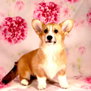 Photo №1. welsh corgi - for sale in the city of Serpukhov | 736$ | Announcement № 6352