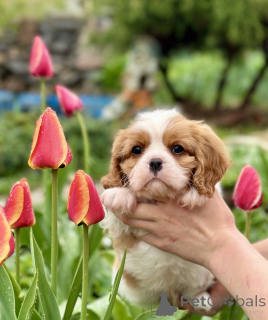 Photo №3. Cavalier King Charles Spaniel. Belarus