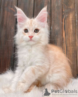 Photo №2 to announcement № 89832 for the sale of maine coon - buy in Australia private announcement
