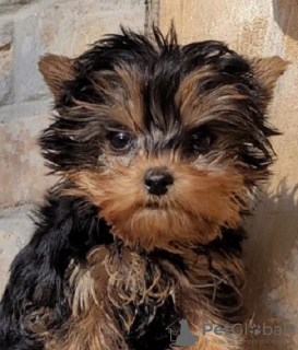 Photo №4. I will sell yorkshire terrier in the city of Гамбург. private announcement - price - 270$