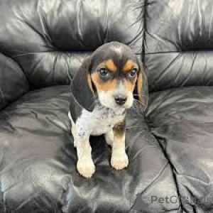 Photo №4. I will sell beagle in the city of St. Gallen.  - price - Is free