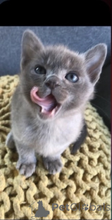 Photo №1. burmese cat - for sale in the city of Nieuwegein | 310$ | Announcement № 172224