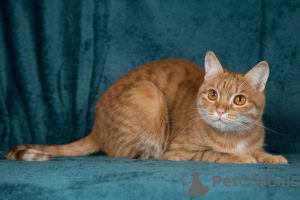 Additional photos: Affectionate kitty Pumpkin is looking for moms and dads!
