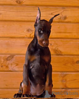 Photo №4. I will sell dobermann in the city of Berlin. private announcement - price - 894$