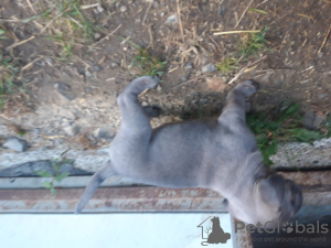Photo №2 to announcement № 23063 for the sale of cane corso - buy in Sweden 