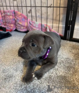 Photo №2 to announcement № 167382 for the sale of american pit bull terrier - buy in Austria 