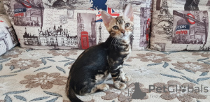 Photo №1. bengal cat - for sale in the city of Kirov | 195$ | Announcement № 9781