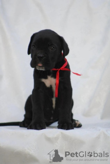 Photo №2 to announcement № 111066 for the sale of cane corso - buy in Serbia breeder