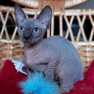 Photo №3. SPHYNX KITTENS Ready for New Home. Germany