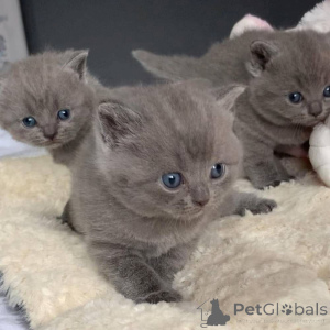 Photo №1. british shorthair - for sale in the city of Delbruk | 361$ | Announcement № 169545