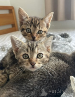 Photo №1. munchkin - for sale in the city of Leverkusen | negotiated | Announcement № 160381