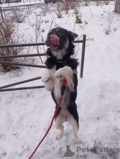 Photo №3. A tiny dog weighing 6 kg is looking for a home. Russian Federation