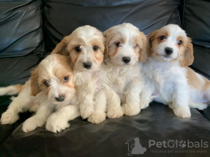 Photo №1. non-pedigree dogs - for sale in the city of Hämeenlinna | 370$ | Announcement № 65569