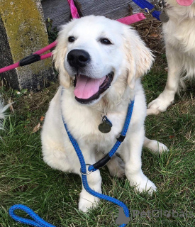 Photo №3. Cute Tested Golden Retriever Puppies available now. Germany