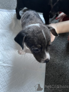 Photo №3. Jack x Strich. Germany