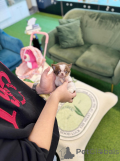 Photo №1. chihuahua - for sale in the city of Berlin | negotiated | Announcement № 163596