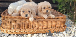 Photo №3. Poodle and Maltipoo puppies. Serbia