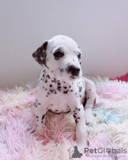 Photo №1. dalmatian dog - for sale in the city of London | 423$ | Announcement № 13482