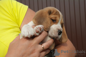 Photo №1. beagle - for sale in the city of Bryansk | negotiated | Announcement № 7724
