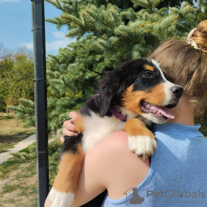 Additional photos: Bernese mountain dog puppies