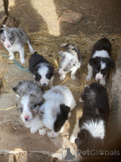 Photo №2 to announcement № 163076 for the sale of border collie - buy in Poland 