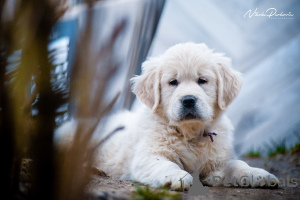 Photo №1. golden retriever - for sale in the city of Domaljevac | negotiated | Announcement № 135403