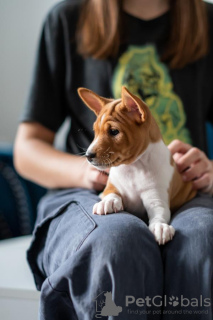 Photo №4. I will sell basenji in the city of Чачак. breeder - price - negotiated