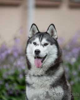 Additional photos: Available for sale beautiful fawn/white boy Siberian Husky!