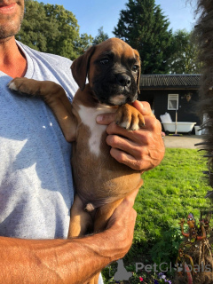 Photo №2 to announcement № 172757 for the sale of boxer - buy in Belgium private announcement, breeder