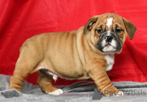 Photo №1. english bulldog - for sale in the city of Dublin | negotiated | Announcement № 158209