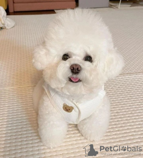 Photo №1. bichon frise - for sale in the city of Paris | negotiated | Announcement № 71011