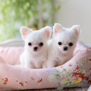 Photo №1. pomeranian - for sale in the city of Tartu | negotiated | Announcement № 85301