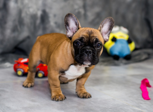 Photo №1. french bulldog - for sale in the city of Konotop | negotiated | Announcement № 3882