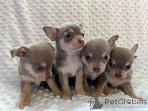 Photo №1. chihuahua - for sale in the city of Москва | 317$ | Announcement № 36516