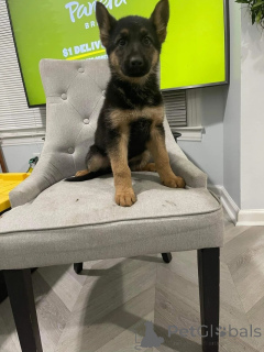 Photo №1. german shepherd - for sale in the city of Klosterneuburg | 300$ | Announcement № 175263
