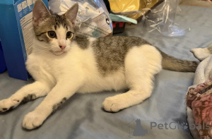 Photo №1. american shorthair - for sale in the city of Achaern | 361$ | Announcement № 178566