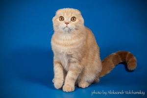 Photo №4. I will sell scottish fold in the city of Kiev. from nursery - price - 334$
