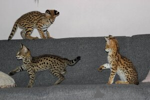 Photo №3. Savannah, Serval, and Caracal Kittens. Finland