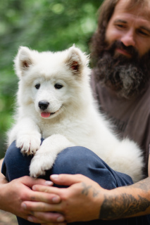 Photo №2 to announcement № 3027 for the sale of samoyed dog - buy in Russian Federation private announcement, from nursery, breeder