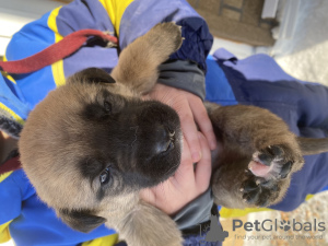 Photo №3. Selling all puppies. Russian Federation