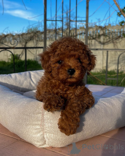 Photo №1. poodle (toy) - for sale in the city of Munich | negotiated | Announcement № 155841