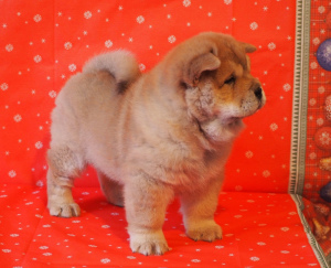 Photo №4. I will sell chow chow in the city of St. Petersburg. from nursery - price - 804$